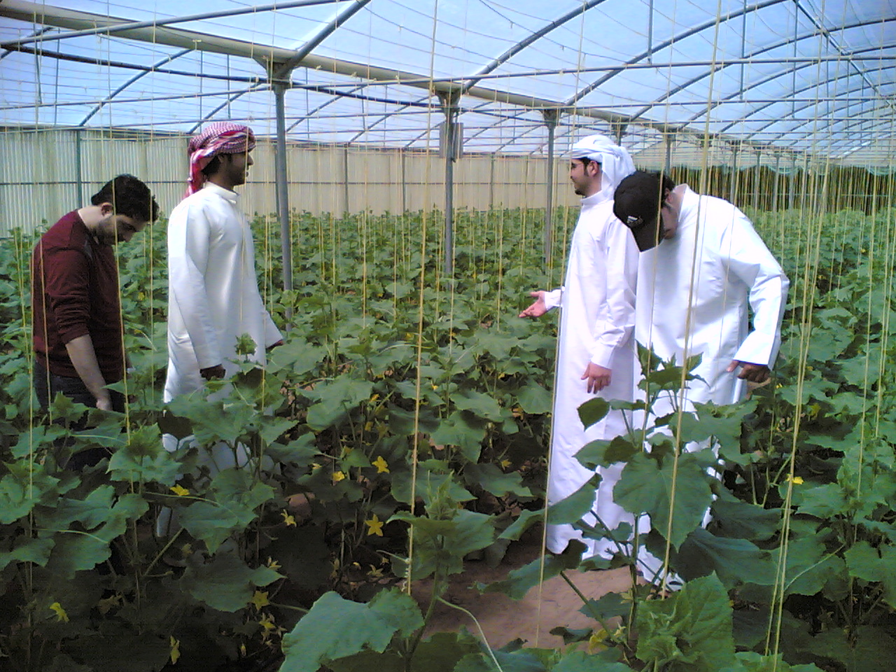 قطری ها و کشاورزی در زمین های ایران